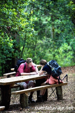 Bosque del Cedro. Parque Nacional de Garajonay. La Gomera.